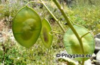 Lunaria annua subsp. pachyrhiza (BORBÁS) HAYEK