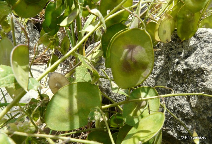 Lunaria annua  subsp. <em>pachyrhiza</em> (Borbás) Hayek, 1925 