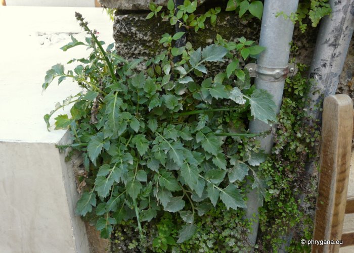 Petromarula pinnata   (L.) A. DC.