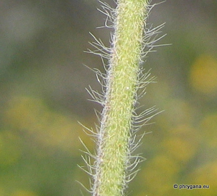 Lomelosia brachiata  (Sm.) Greuter & Burdet, 1985   