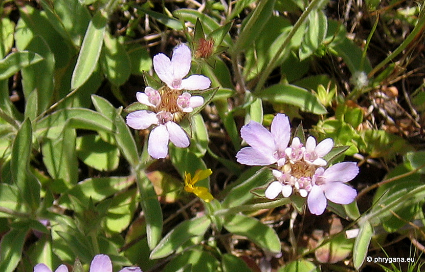 Lomelosia brachiata  (Sm.) Greuter & Burdet, 1985   