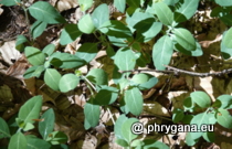 Caprifoliaceae - Lonicera periclymenum L., 1753