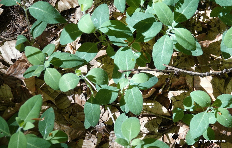 Lonicera periclymenum  L., 1753   
