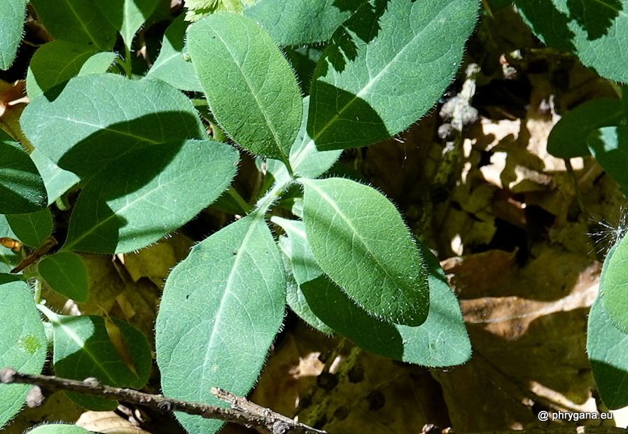 Lonicera periclymenum  L., 1753  