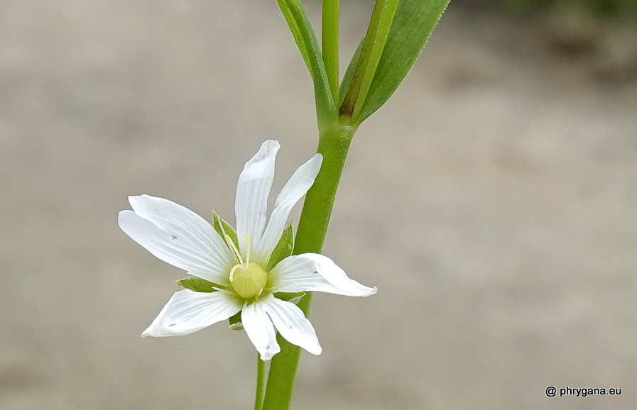 Rabelera holostea (L.) M.T.Sharples & E.A.Tripp, 2019   