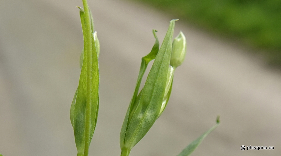 Rabelera holostea (L.) M.T.Sharples & E.A.Tripp, 2019   