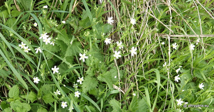 Rabelera holostea (L.) M.T.Sharples & E.A.Tripp, 2019   