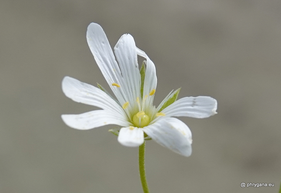 Rabelera holostea (L.) M.T.Sharples & E.A.Tripp, 2019   