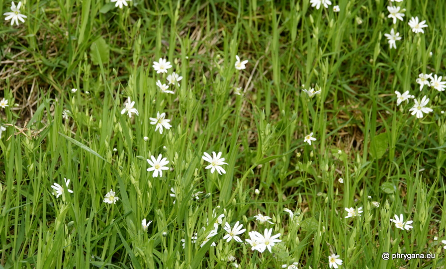 Rabelera holostea (L.) M.T.Sharples & E.A.Tripp, 2019 
  