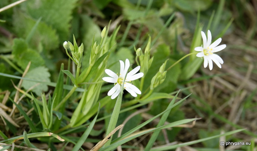 Rabelera holostea (L.) M.T.Sharples & E.A.Tripp, 2019 
  