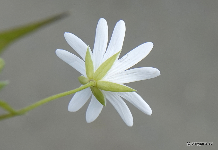 Rabelera holostea (L.) M.T.Sharples & E.A.Tripp, 2019   