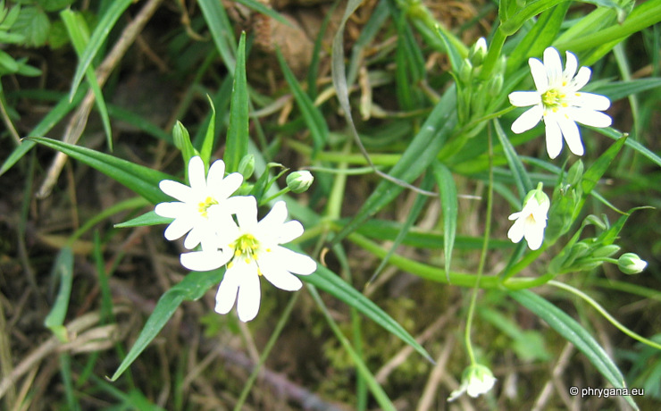 Rabelera holostea (L.) M.T.Sharples & E.A.Tripp, 2019  