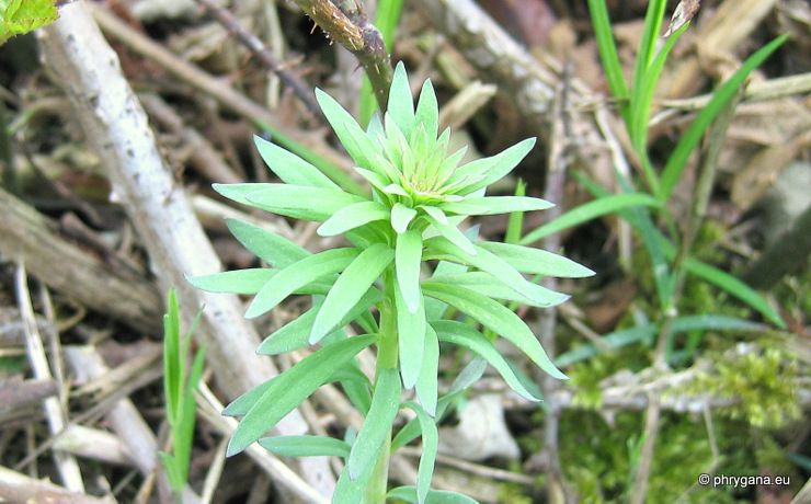 Rabelera holostea (L.) M.T.Sharples & E.A.Tripp, 2019   