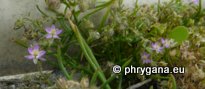 Spergularia rubra (L.) J. Presl & C. Presl