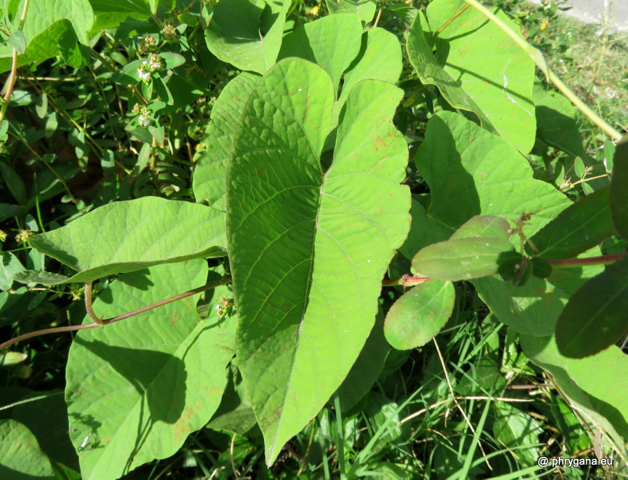 Camonea umbellata  (L.) A.R.Simões & Staples, 2017    