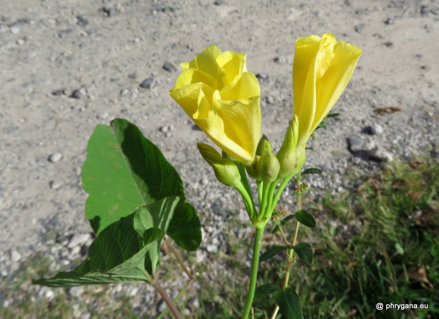 Camonea umbellata  (L.) A.R.Simões & Staples, 2017   