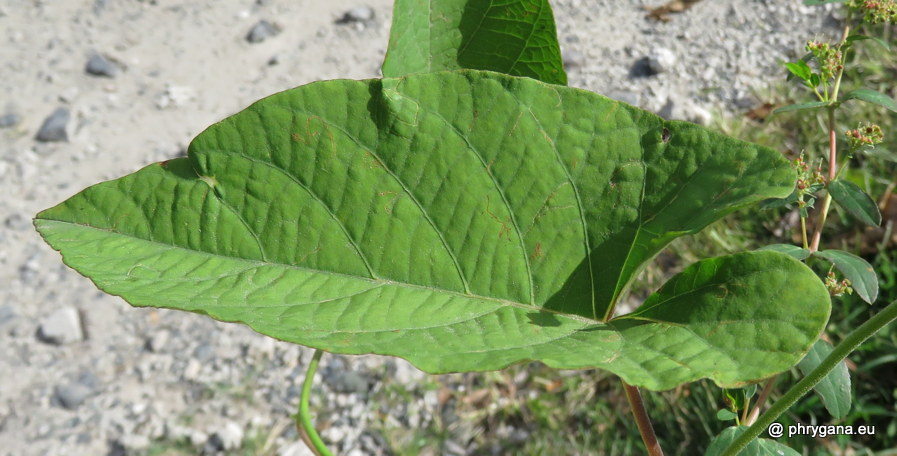 Camonea umbellata  (L.) A.R.Simões & Staples, 2017    