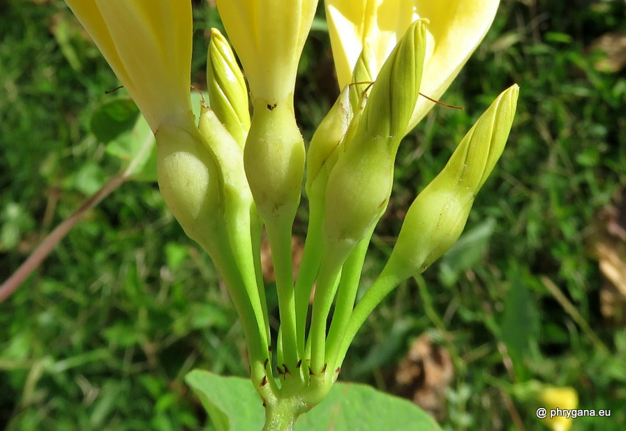 Camonea umbellata  (L.) A.R.Simões & Staples, 2017    