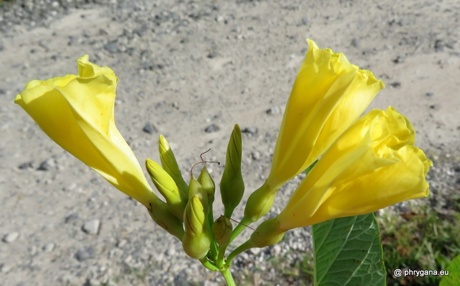 Camonea umbellata  (L.) A.R.Simões & Staples, 2017    