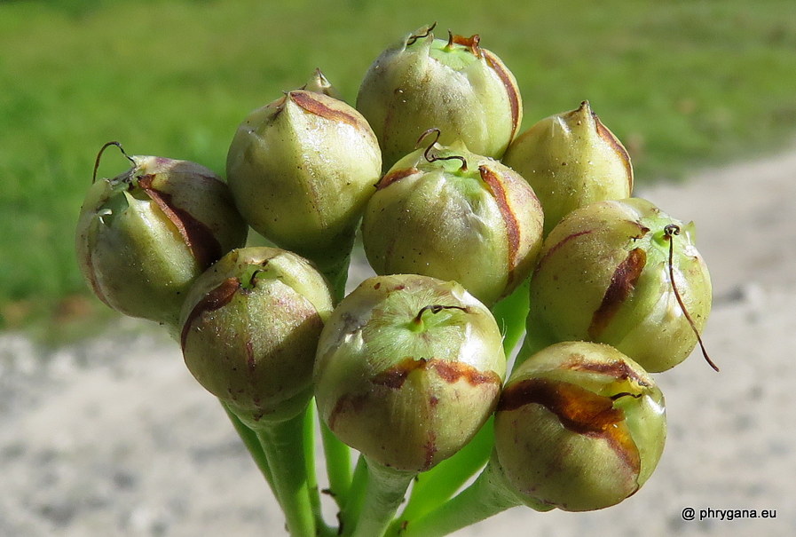 Camonea umbellata  (L.) A.R.Simões & Staples, 2017    