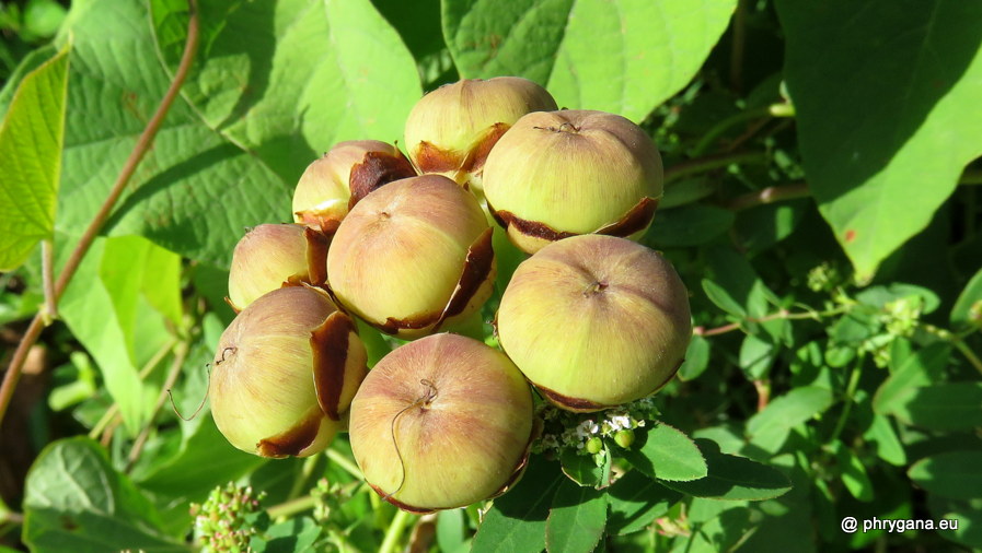 Camonea umbellata  (L.) A.R.Simões & Staples, 2017    