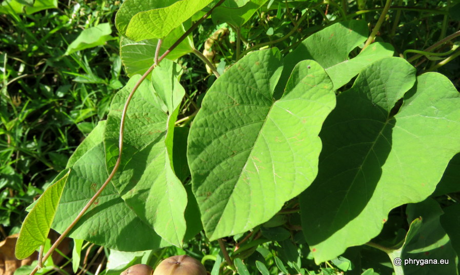 Camonea umbellata  (L.) A.R.Simões & Staples, 2017  
  