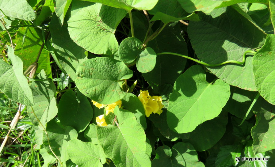 Camonea umbellata  (L.) A.R.Simões & Staples, 2017  
  