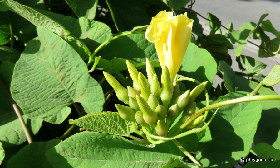 Camonea umbellata  (L.) A.R.Simões & Staples, 2017    