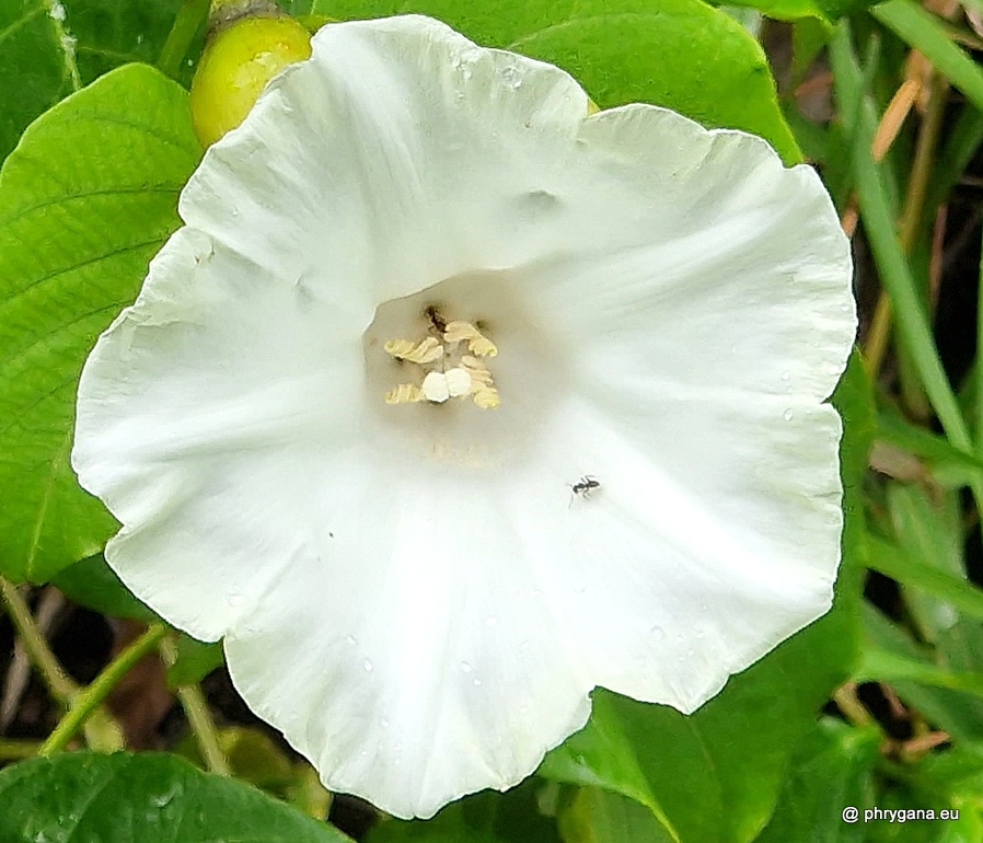 Decalobanthus peltatus (L.) A.R.Simões & Staples, 2017   