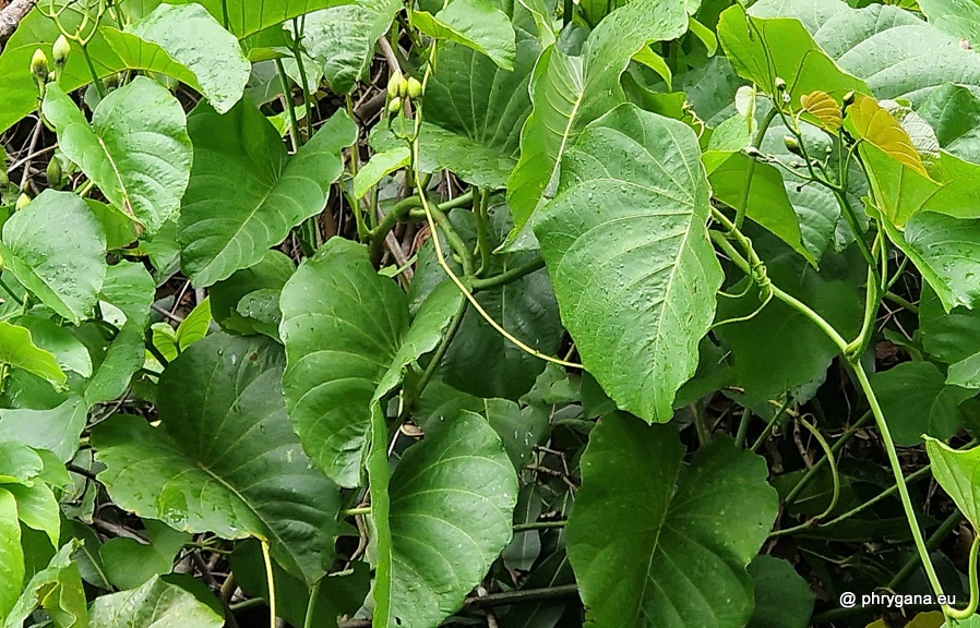 Decalobanthus peltatus (L.) A.R.Simões & Staples, 2017   