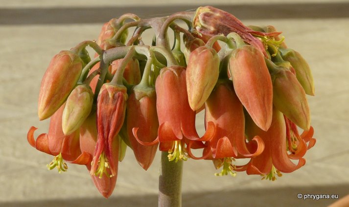 Cotyledon orbiculata cv 'Macrantha' De Smet, 1874 