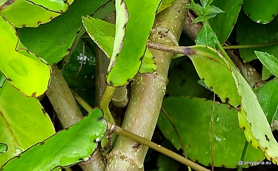 Kalanchoe pinnata  (Lam.) Pers., 1805  