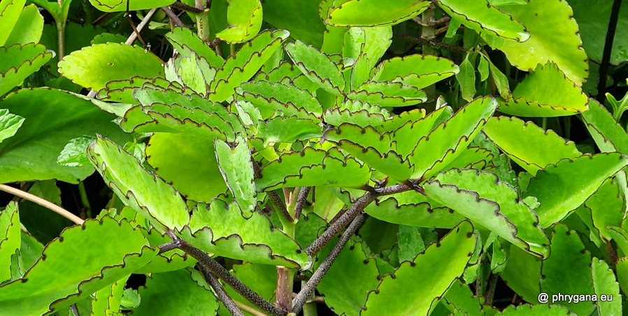 Kalanchoe pinnata  (Lam.) Pers., 1805   