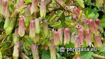 Crassulaceae - Kalanchoe pinnata (Lam.) Pers., 1805