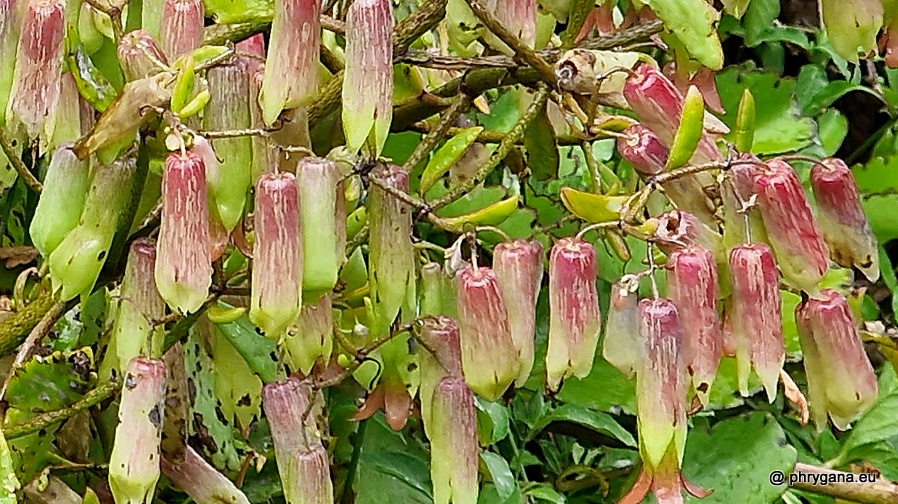 Kalanchoe pinnata  (Lam.) Pers., 1805   