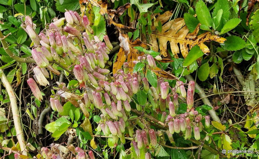 Kalanchoe pinnata  (Lam.) Pers., 1805   