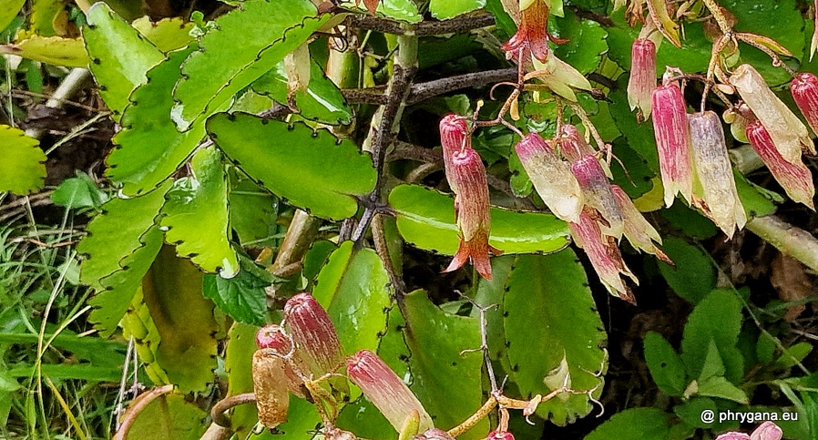 Kalanchoe pinnata  (Lam.) Pers., 1805   