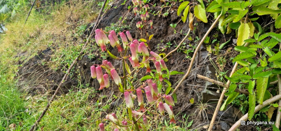 Kalanchoe pinnata  (Lam.) Pers., 1805   