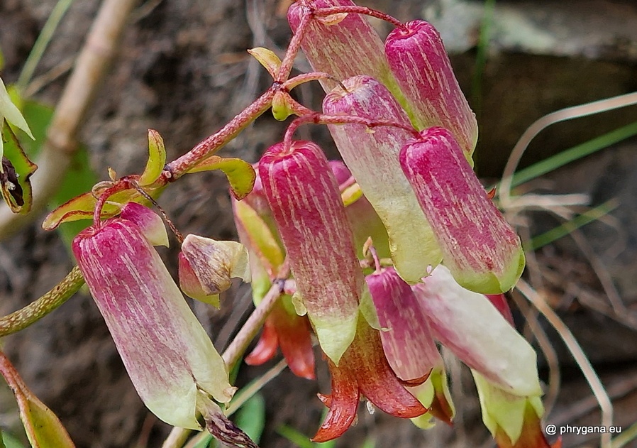 Kalanchoe pinnata  (Lam.) Pers., 1805 
  