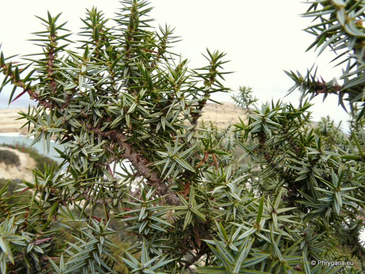 Juniperus oxycedrus subsp. macrocarpa      subsp. <em>macrocarpa</em>    (Sm.) Ball, 1878 
