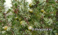 Juniperus oxycedrus subsp. macrocarpa (Sm.) Ball, 1878