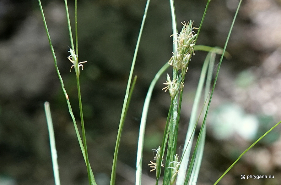 Carex remota  L., 1755    