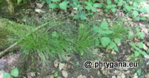 Cyperaceae - Carex remota L., 1755