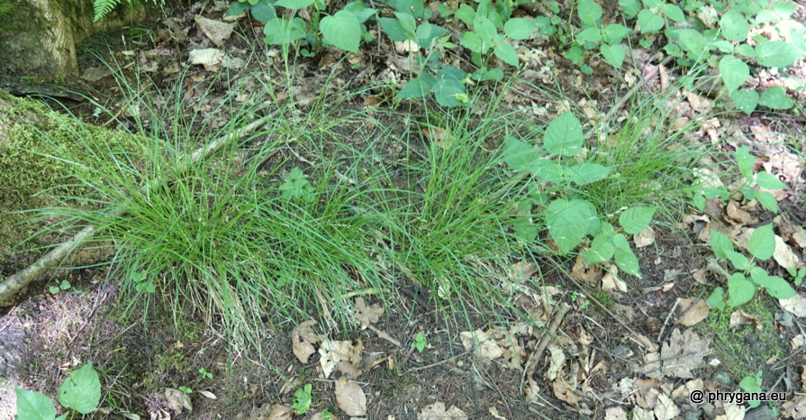 Carex remota  L., 1755   