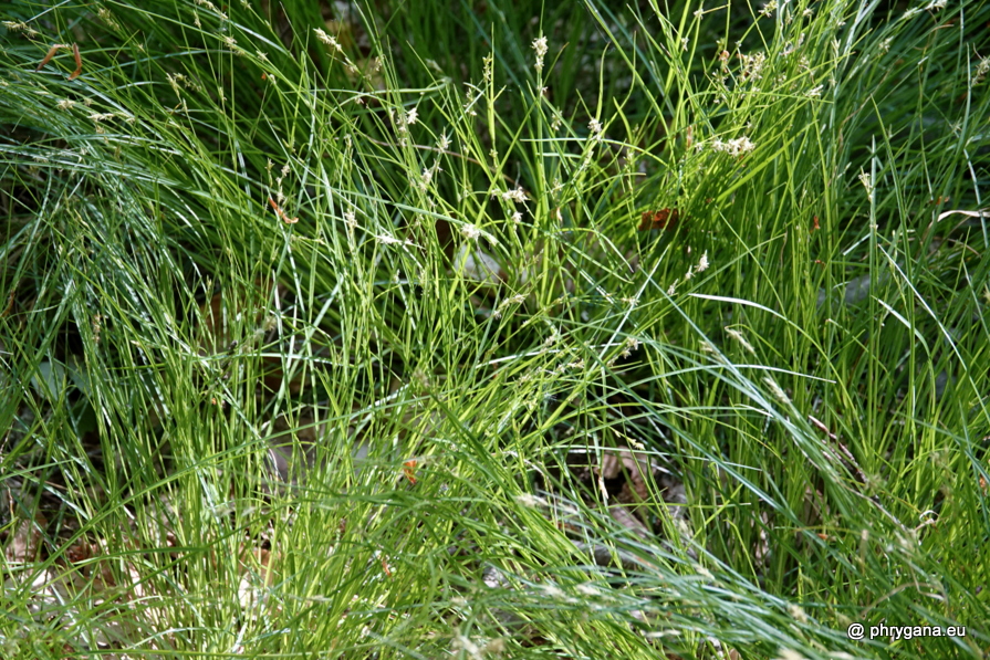 Carex remota  L., 1755    