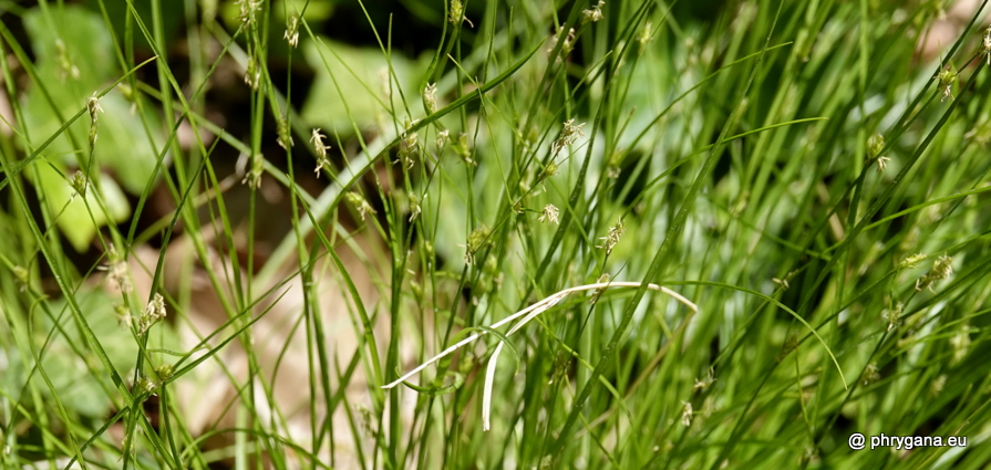 Carex remota  L., 1755    