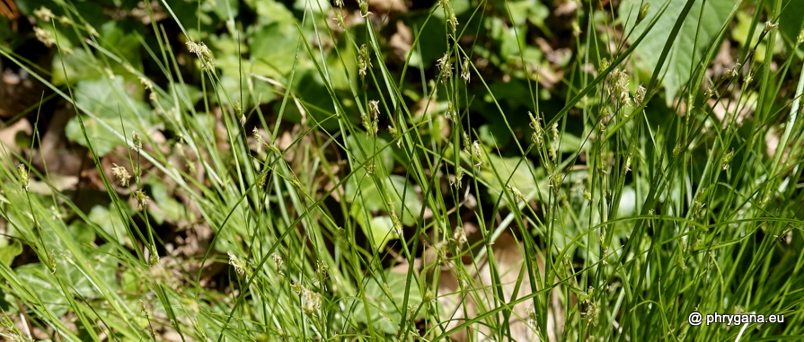 Carex remota  L., 1755    