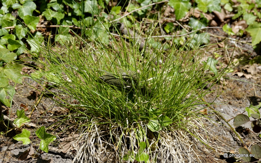 Carex remota  L., 1755    
