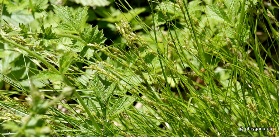 Carex remota  L., 1755    