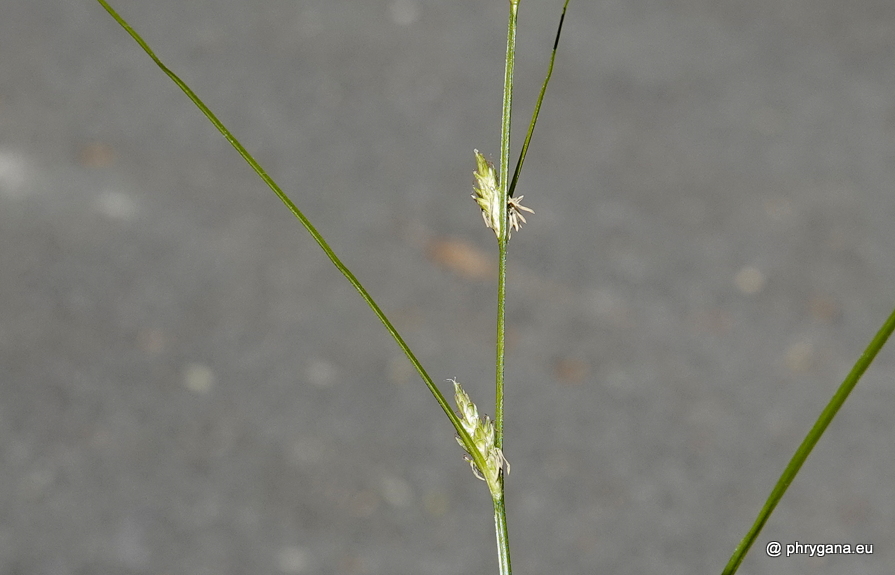 Carex remota  L., 1755 
   